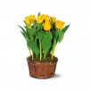 Le plant de tulipes jaune